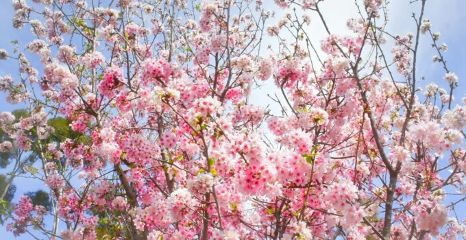 Cherry tree heaven.