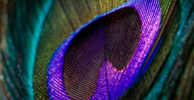 Close-up shot of a colorful peacock feather, perfect for a pattern