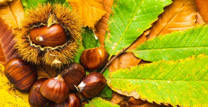Ripe chestnuts close up with copy space. Raw Chestnuts for Christmas Autumn time